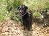 Border Collie Hund