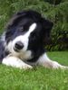 Border Collie Hund