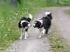 Border Collie Hund