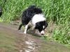 Border Collie Hund