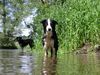 Border Collie Hund