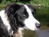 Border Collie Hund