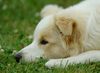 Border Collie Hund