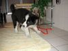 Border Collie Hund