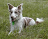 Border Collie Hund