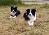 Border Collie Hund