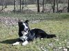 Border Collie Hund