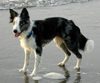 Border Collie Hund