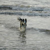 Border Collie Hund