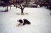 Border Collie Hund