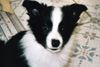 Border Collie Hund