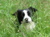 Border Collie Hund