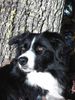 Border Collie Hund