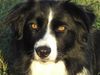 Border Collie Hund