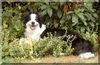 Border Collie Hund