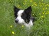 Border Collie Hund