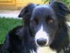 Border Collie Hund