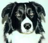 Border Collie Hund