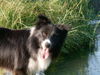 Border Collie Hund