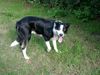 Border Collie Hund