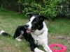 Border Collie Hund