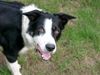 Border Collie Hund