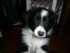 Border Collie Hund