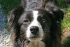 Border Collie Hund