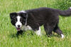 Border Collie Hund