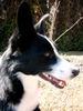 Border Collie Hund