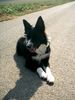 Border Collie Hund