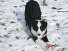 Border Collie Hund