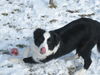 Border Collie Hund