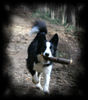 Border Collie Hund