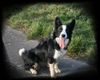 Border Collie Hund