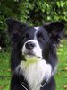 Border Collie Hund