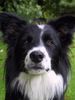 Border Collie Hund