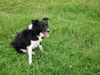 Border Collie Hund