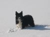 Border Collie Hund