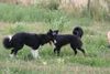 Border Collie Hund