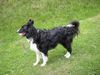 Border Collie Hund