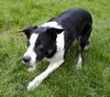 Border Collie Hund