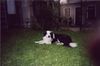 Border Collie Hund