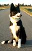 Border Collie Hund