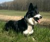 Border Collie Hund