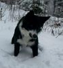 Border Collie Hund