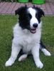 Border Collie Hund