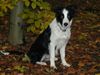 Border Collie Hund