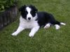 Border Collie Hund