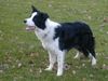 Border Collie Hund